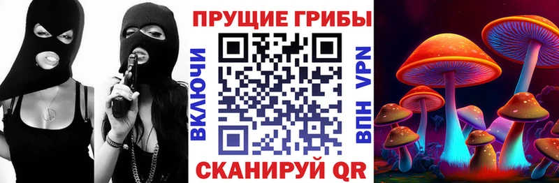 Галлюциногенные грибы Psilocybine cubensis  как найти   Томмот 